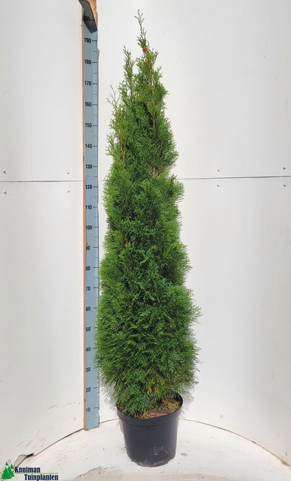 <h4>THUJA O SMARAGD</h4>