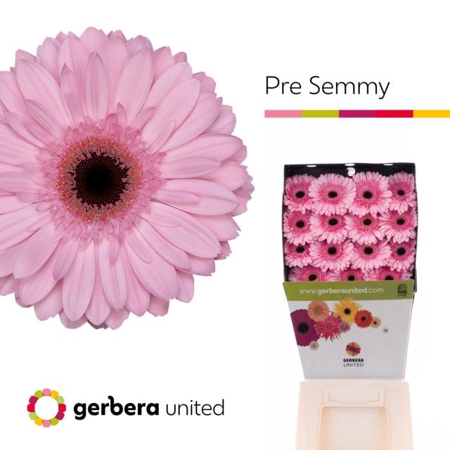 <h4>Gerbera diamond pre-semmy</h4>