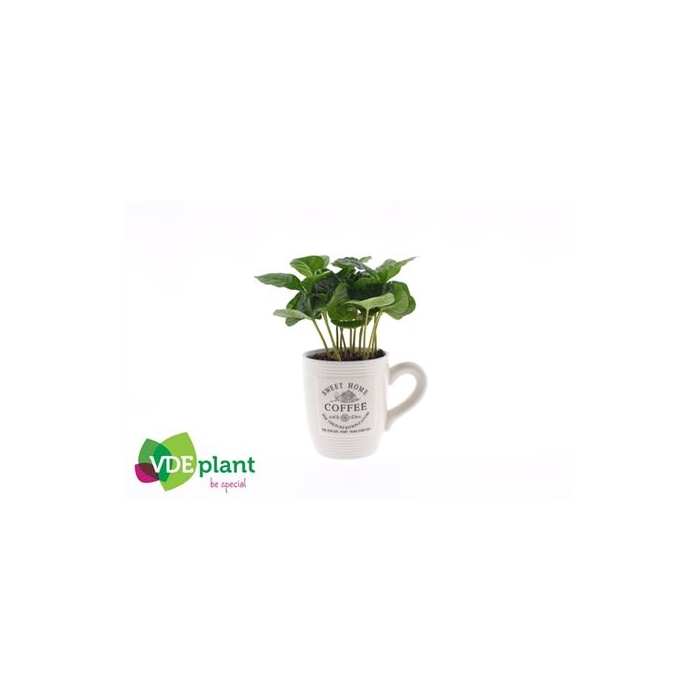 <h4>Coffea In Koffiemok Wit</h4>