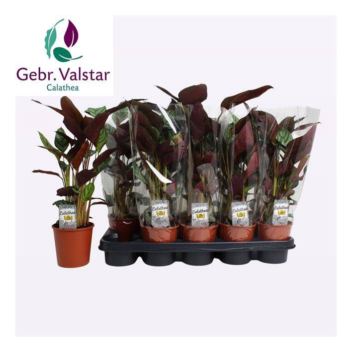 <h4>Ctenathe setosa Compactstar 12Ø 40cm</h4>