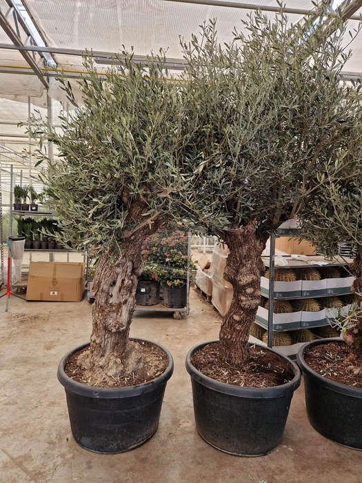 <h4>OLEA EUROPAEA</h4>