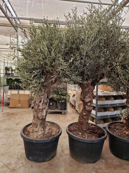 <h4>OLEA EUROPAEA</h4>