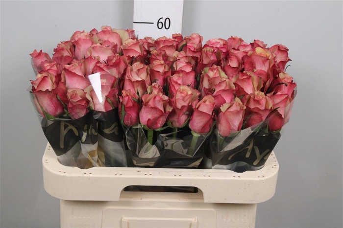 <h4>R Gr Vintage</h4>