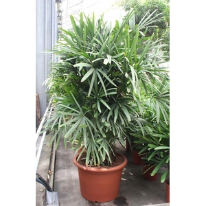 Rhapis excelsa