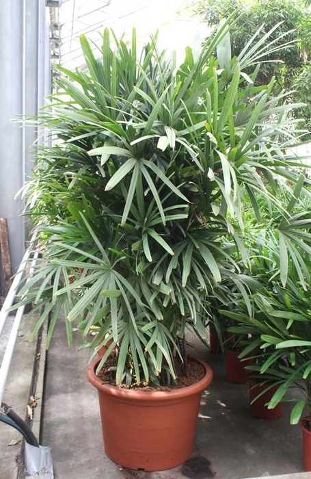 <h4>Rhapis excelsa</h4>