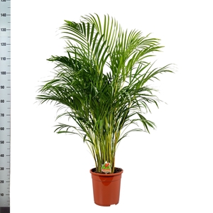 DYPSIS LUTESCENS