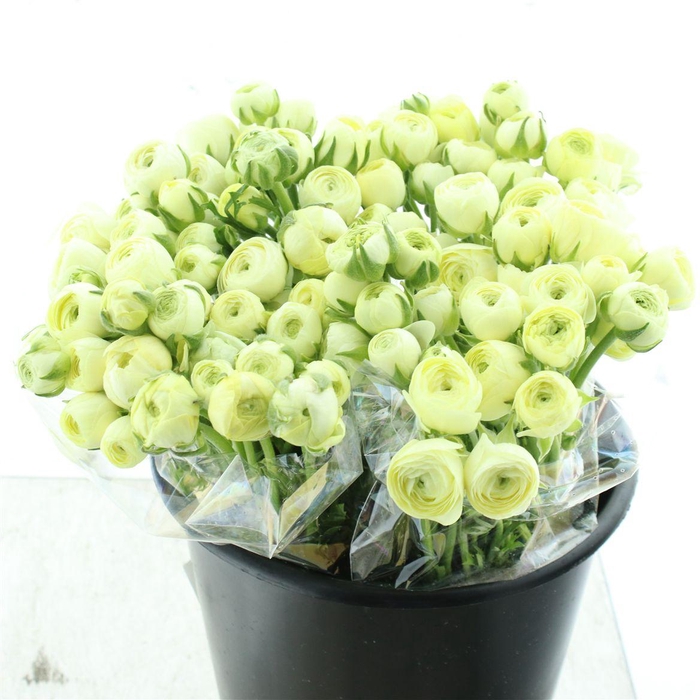 <h4>Ran El Creme Extra</h4>