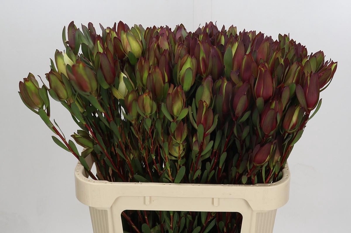 <h4>Leucadendron Senorita Spray</h4>