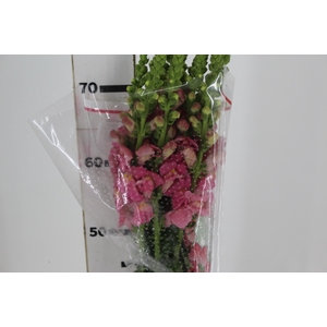 BOCA DE LEAO POTOMAC PINK EARLY 080