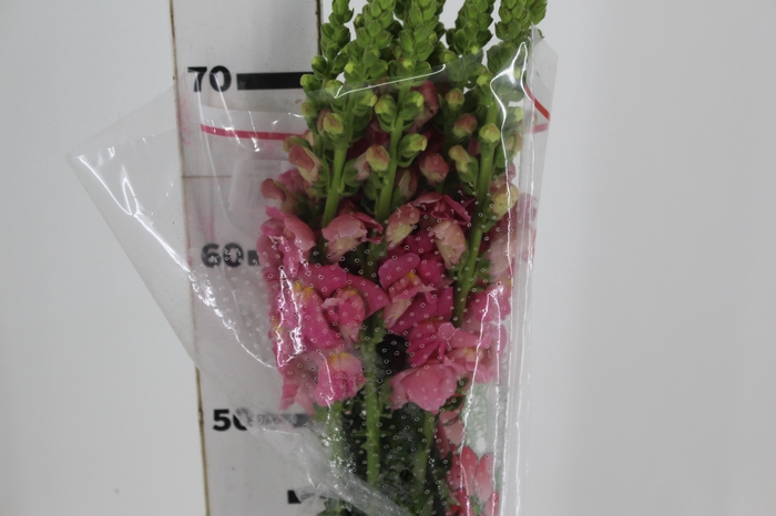<h4>BOCA DE LEAO POTOMAC PINK EARLY 080</h4>