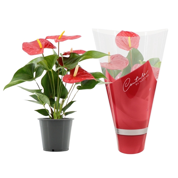 <h4>Anthurium Everio in Couture sleeve</h4>