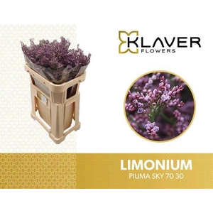 LIMONIUM PIUMA SKY LIM PIUMA SKY