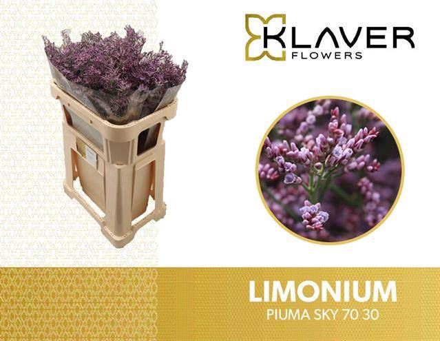 <h4>LIMONIUM PIUMA SKY LIM PIUMA SKY</h4>