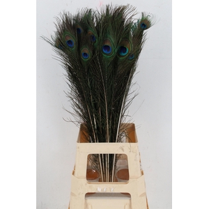 Feather Peacock 70-80cm