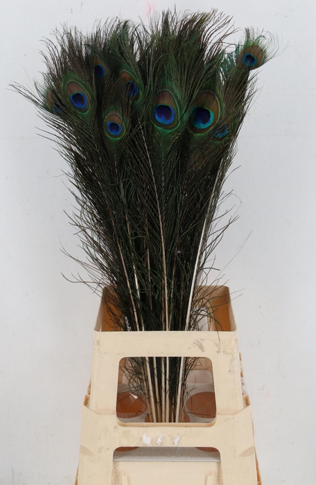 Feather Peacock 70-80cm