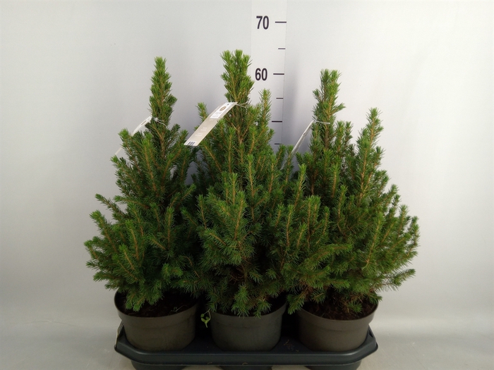 <h4>Picea glauca 'December'</h4>