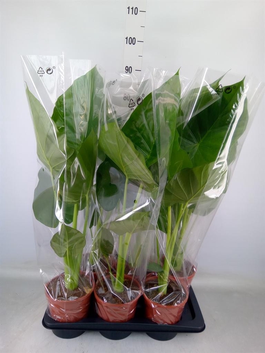 <h4>Alocasia macrorrhizos</h4>