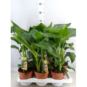 Strelitzia nicolai