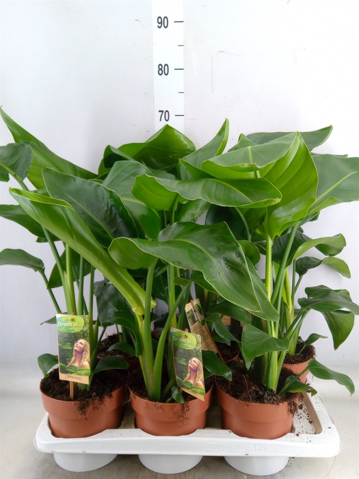 <h4>Strelitzia nicolai</h4>