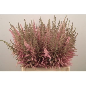 Astilbe C Glitt N Glam