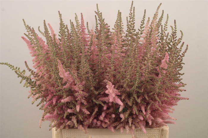<h4>Astilbe C Glitt N Glam</h4>