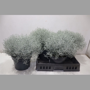 Leucoph Brownii