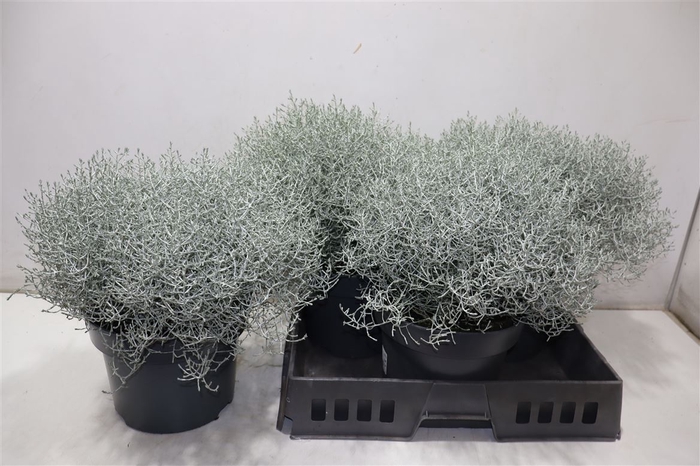 <h4>Leucoph Brownii</h4>