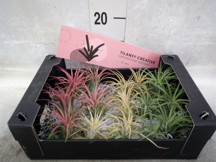 <h4>Tillandsia ionantha</h4>