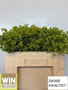 <h4>Alchemilla Robustica WiNBloom</h4>