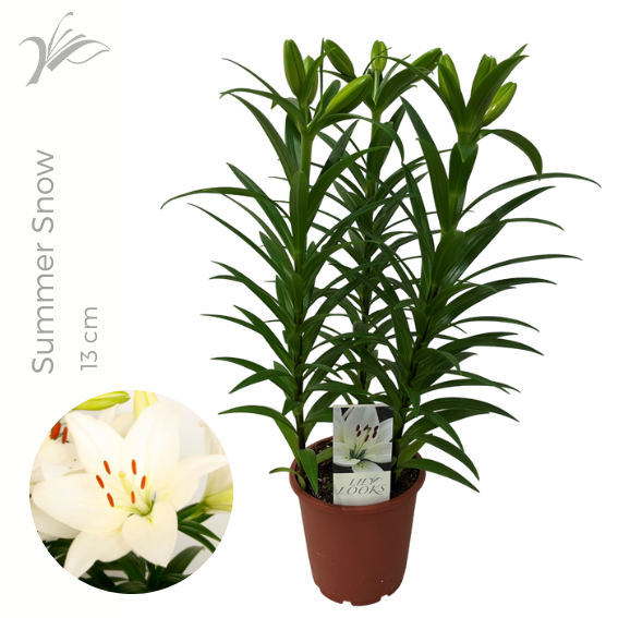 <h4>Lilium Summer Snow 13 cm (LA lelie)</h4>