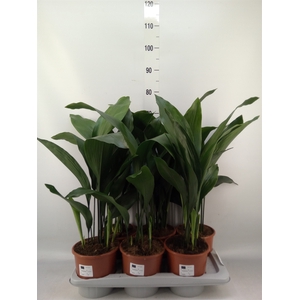 Aspidistra elat.
