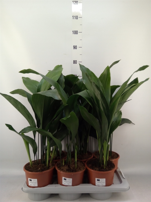 <h4>Aspidistra elat.</h4>