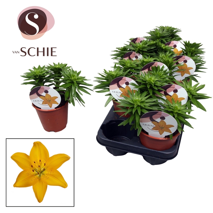 <h4>Lilium Asiatic Watch Me Grow Yellow</h4>