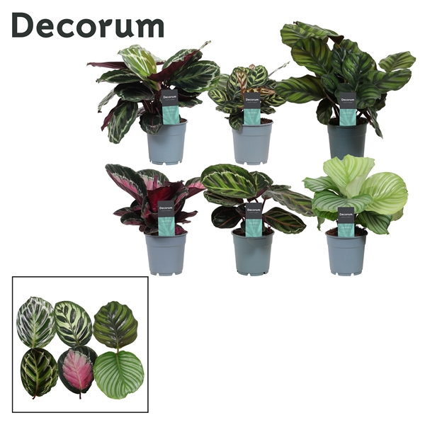 <h4>Calathea Exclusief gemengd (Decorum)</h4>