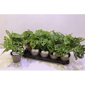 arr8 Monstera Adansonii