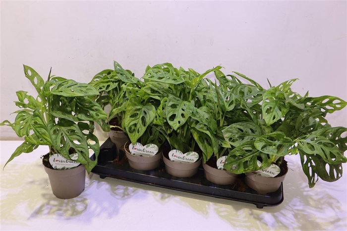<h4>arr8 Monstera Adansonii</h4>