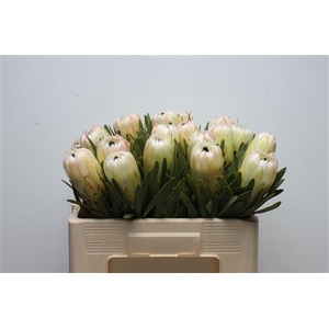 Protea White Night