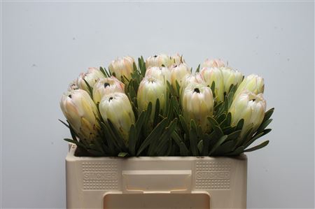 Protea White Night