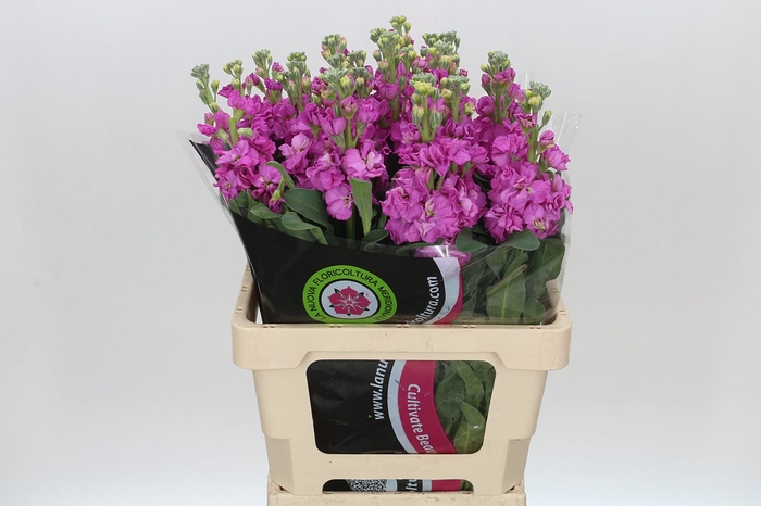 <h4>Matthiola Iron Hot Pink</h4>