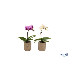 Joyce Tiny Dolls Mix 1T7+ Aqu@