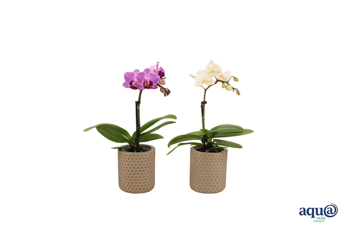 <h4>Joyce Tiny Dolls Mix 1T7+ Aqu@</h4>