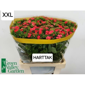 Di Barbatus Will Coral Green Valley