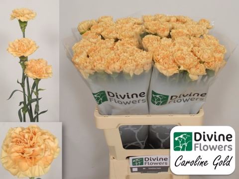 <h4>Dianthus ST 'Caroline Gold'</h4>