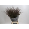 Panicum Virgatum Warrior