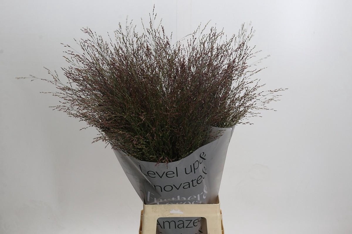 <h4>Panicum Warrior</h4>