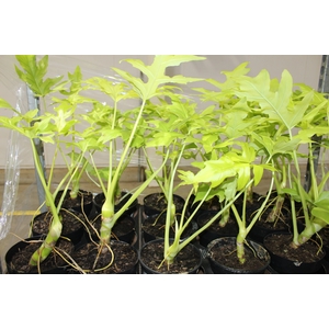 PHILODENDRON SELLOUM GOLD P17