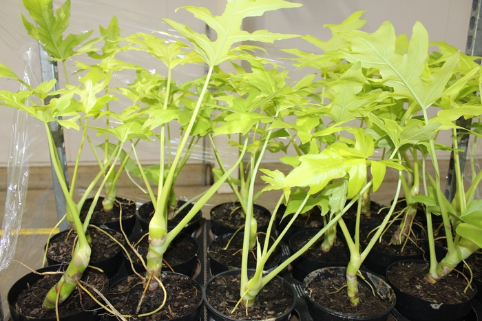 <h4>PHILODENDRON SELLOUM GOLD P17</h4>