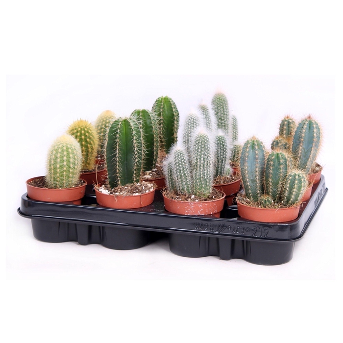 <h4>Cactus zuilen 8,5 cm</h4>