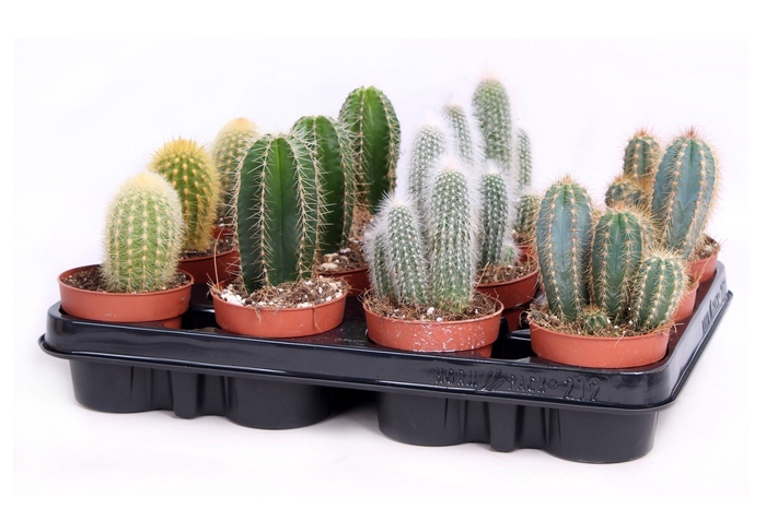 <h4>Cactus zuilen 8,5 cm</h4>