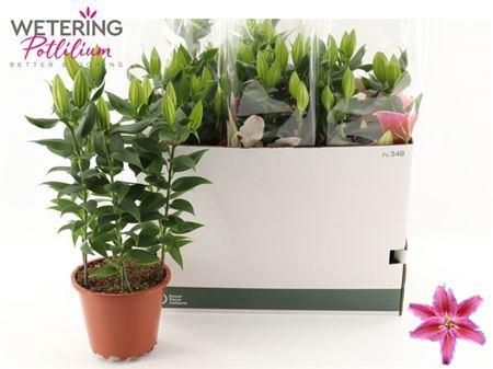 <h4>Lil Or Sun Martiniqu</h4>